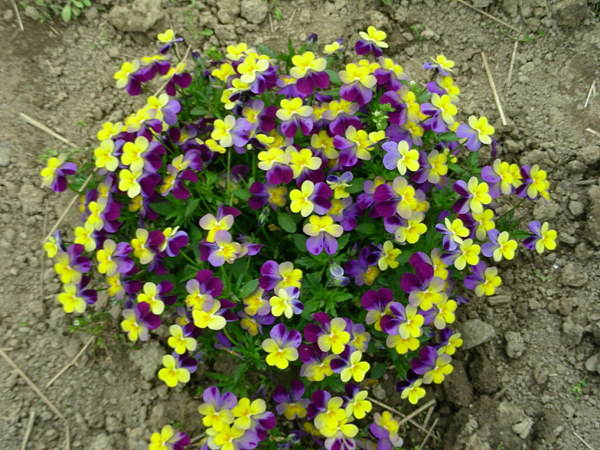 pansy in flower